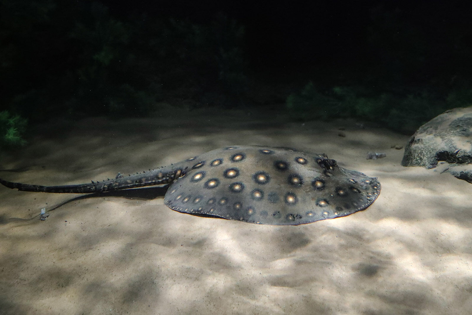 Photo: Rare Fish Hickey
